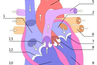 Anatomia del corazón