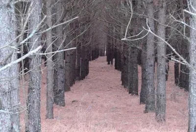 Tree Rows