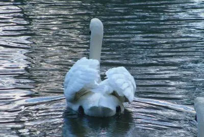 Swan