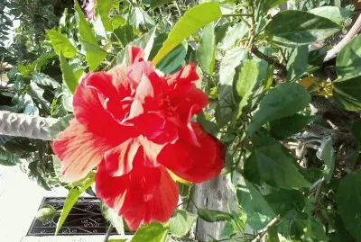 Tulipan Rojo jigsaw puzzle