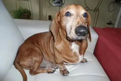 misturebas jigsaw puzzle