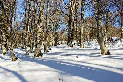 5-Irraty balade foret autour chalets