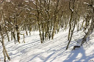 8-Chemin parcouru Foret Irraty fev 26