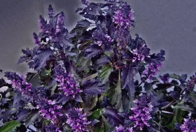 Purple Ruffle Basil Plant