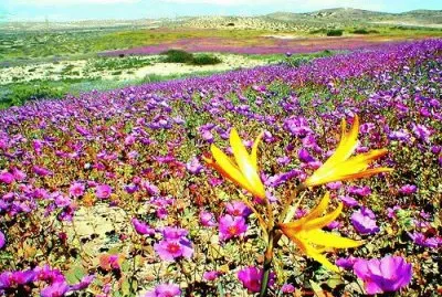 desierto de atacama chile
