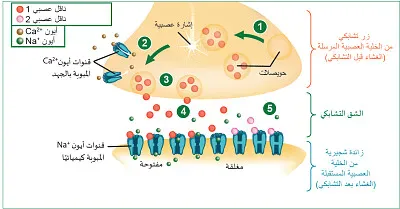 Divide the image into five parts