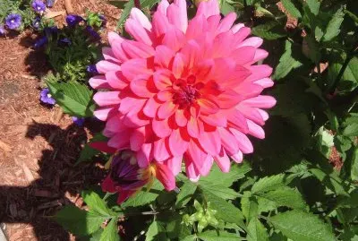 flor jigsaw puzzle
