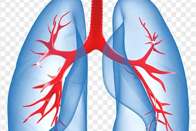 מערכת נשימה