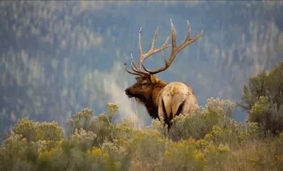 Yellowstone Bull Elk