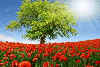 image jigsaw puzzle