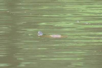 Swimming Turtle