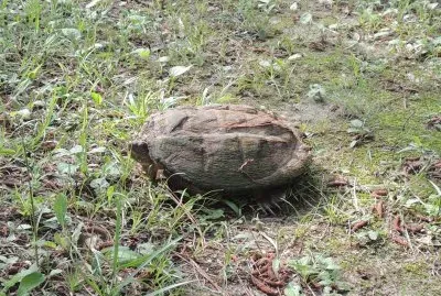 Snapping Turtle