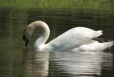 Lovely Swan