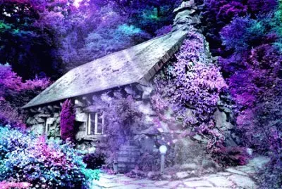 House in Purple Forest