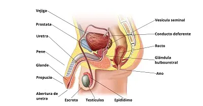 Sistema Reproductor masculino