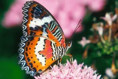 Butterfly/Papillon/Mariposa