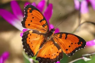 Butterfly/Papillon/Mariposa