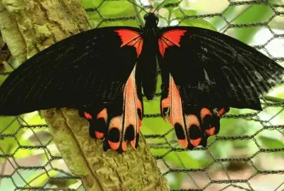 Butterfly/Papillon/Mariposa