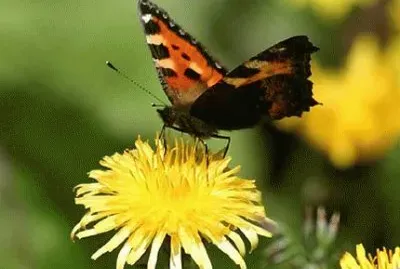 Butterfly/Papillon/Mariposa