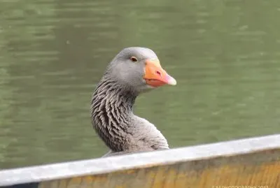 Peek-A-Boo Goose