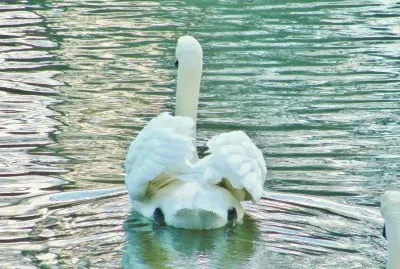 Swan