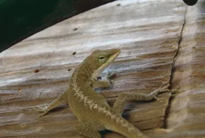 Lizard