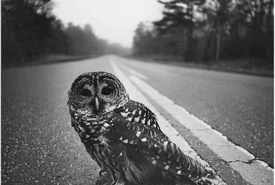Coruja na Estrada
