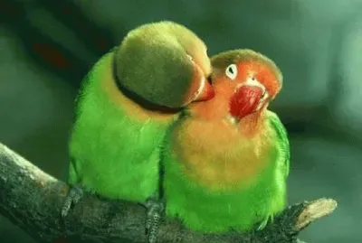 love is in the air...