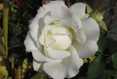 white rose jigsaw puzzle