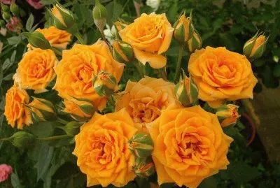 Rosas