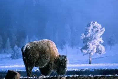 Yellowstone Bison