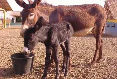 Donkey Sanctuary Bonaire