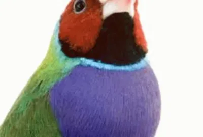 gouldian finch