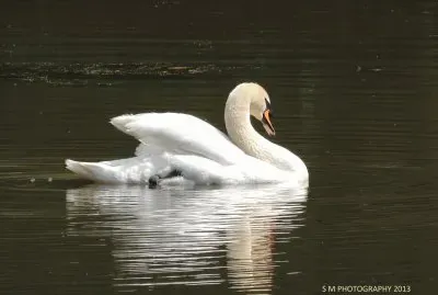 Swan
