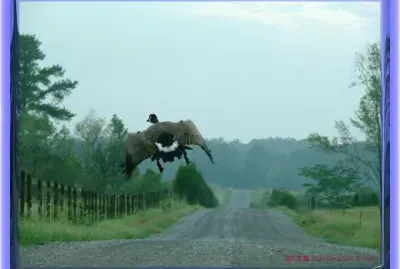 Goose Flying