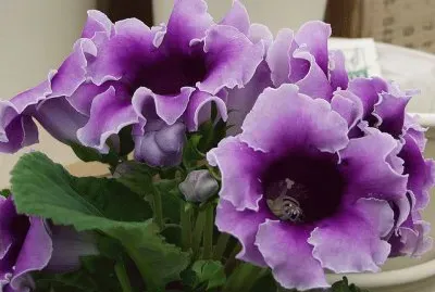 Purple Ruffle Flowers jigsaw puzzle