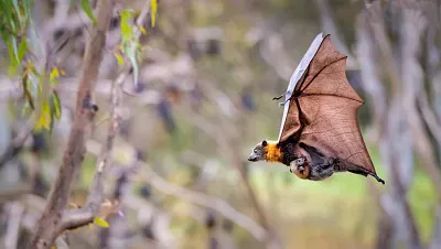 Murcielago con su cria