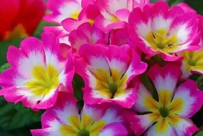 primule jigsaw puzzle