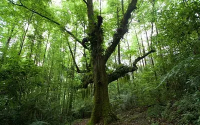 bosque mesofilo de montaña