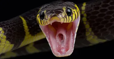 snake