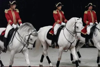 Lipizzaner Stallions