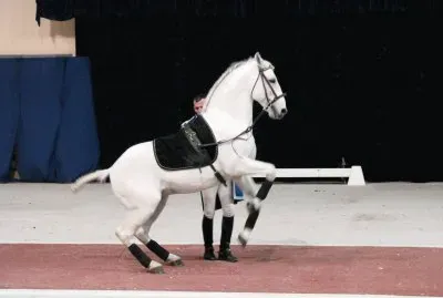 Lipizzaner Stallion