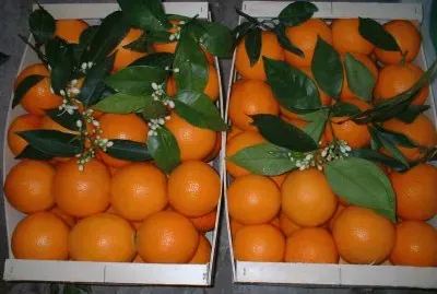 Fresh Valencia Oranges-Valencia jigsaw puzzle