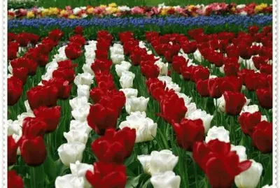 Rosas Vermelhas e Brancas