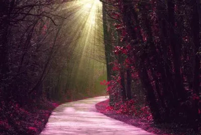 פאזל של Caminho LilÃ¡s