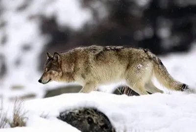 Yellowstone Grey Wolf