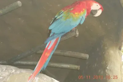 guacamaya jigsaw puzzle