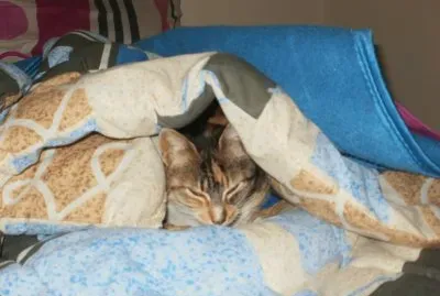 Camy en lacama jigsaw puzzle