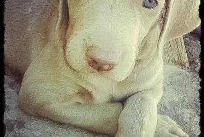 weimaraner