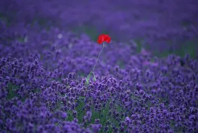 Lavanda amb rosella